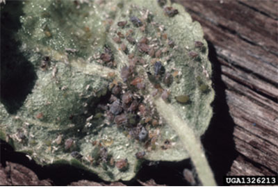 Fig. 09B: Photograph of rosy apple aphids in various growth stages.